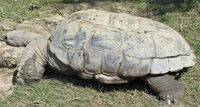 tortoise